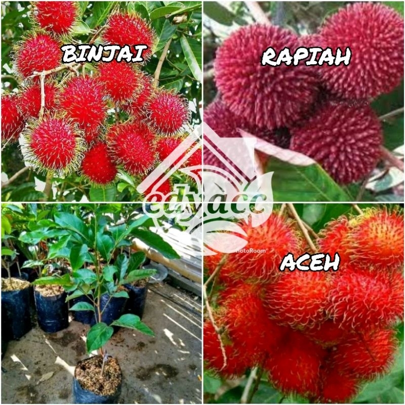 Jual bibit RAMBUTAN macam-macam jenis | Shopee Indonesia