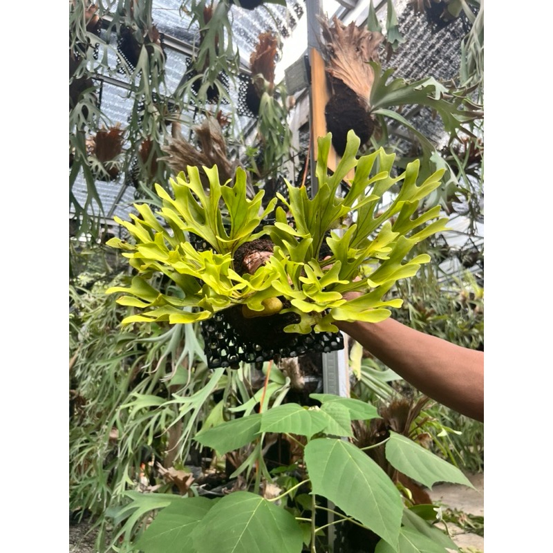 Jual Ridleyi / simbar kalimantan / platucerium | Shopee Indonesia