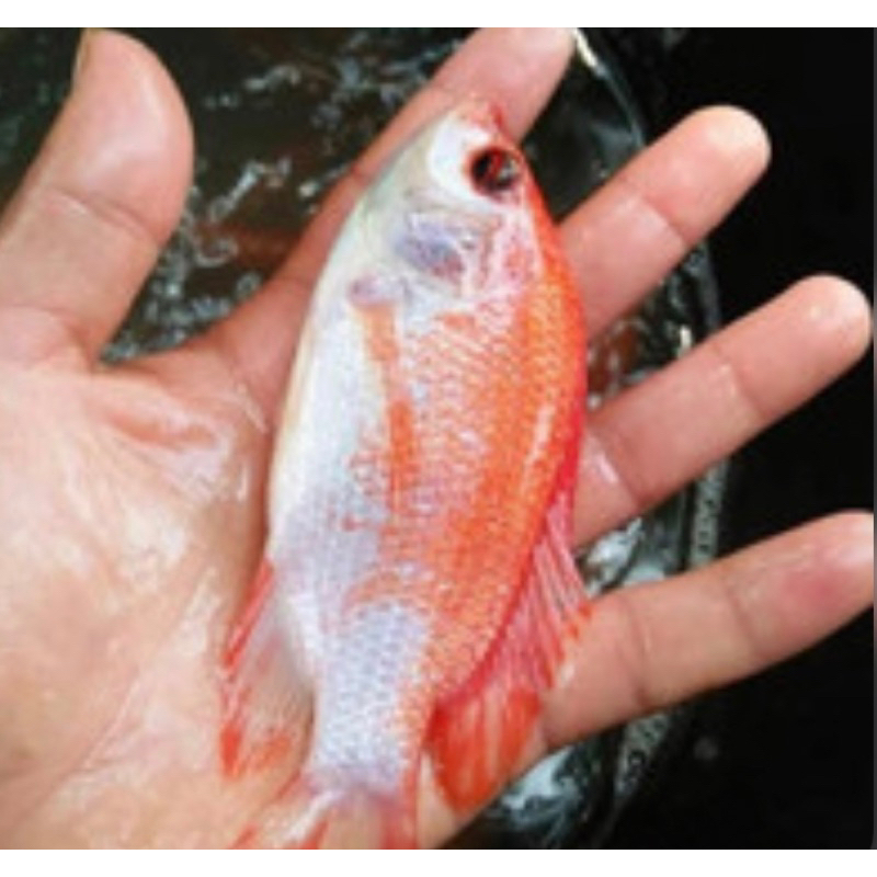 Jual 8 10 Cm Ikan Nilla Merah Bibit Ikan Nila Merah Bibit Ikan Jaer