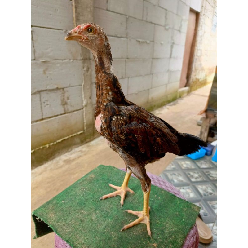 Jual ayam pama pukul mundur ayam berkualitas ayam jantan pama | Shopee ...