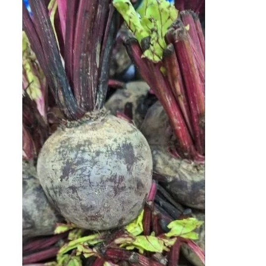 Jual bit root /buah bit fresh 1 kg | Shopee Indonesia