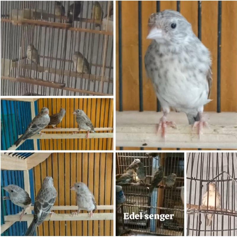 Jual Edel SANGER JANTAN Bunyi Pilihan Prospek | Shopee Indonesia
