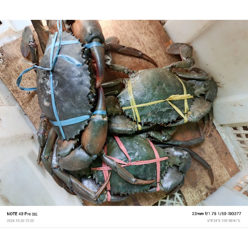 Jual Kepiting Rawa HIDUP /pertelur ukuran 1kg | Shopee Indonesia