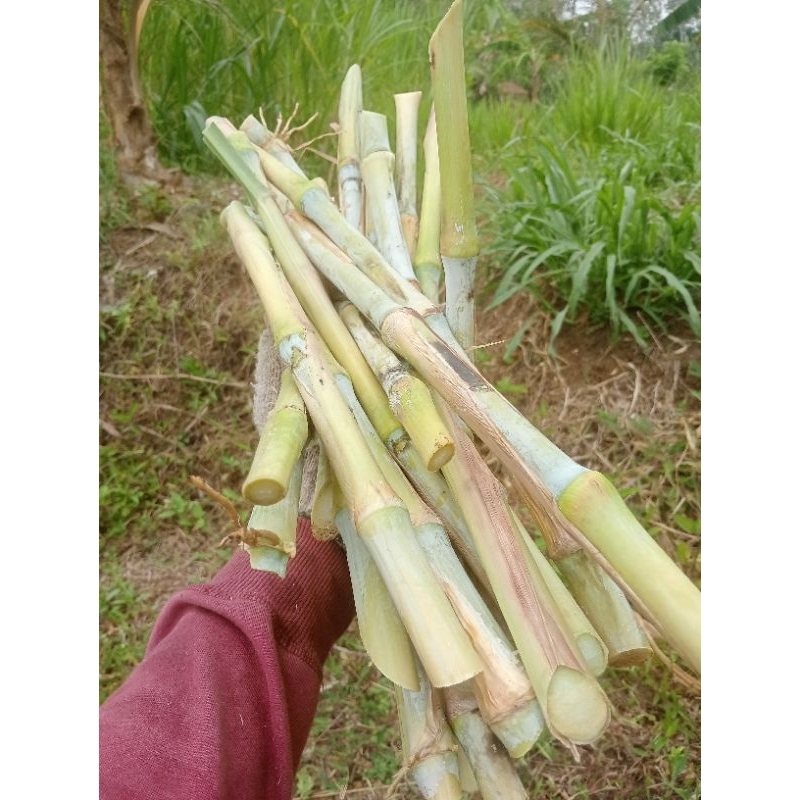 Jual Bibit rumput pakcong.bibit stek rumput pakcong 1 kg pakan ternak ...