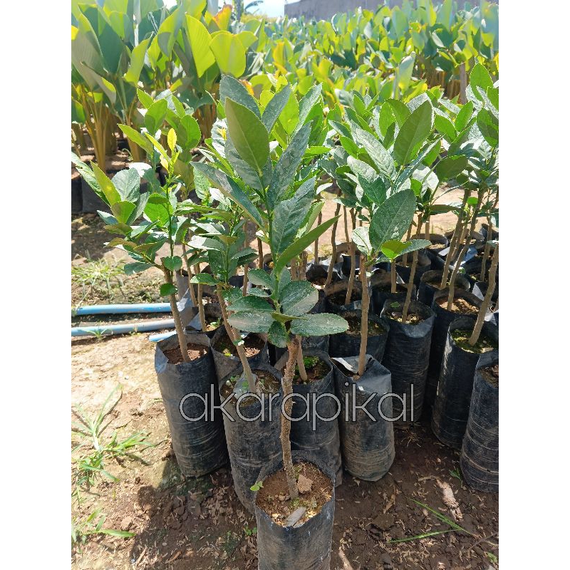 Jual Bibit Tanaman Buah Jeruk Lemon Jumbo Montaji Tanpa Biji Okulasi ...