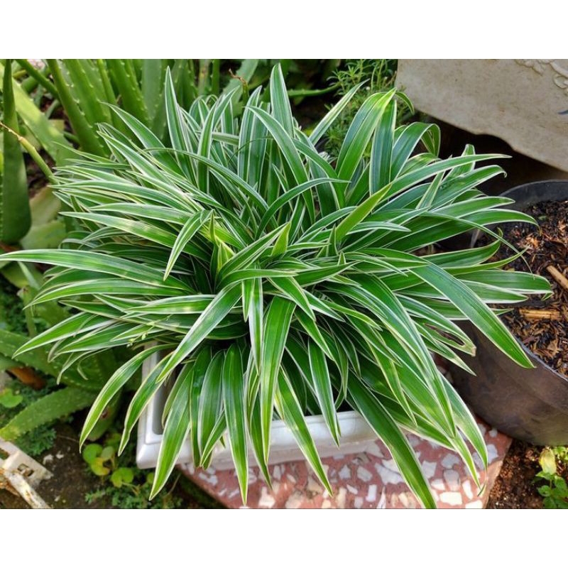 Jual Tanaman Hias Lili Paris Spider Plant Shopee Indonesia
