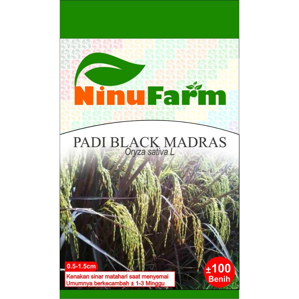 Jual Benih Padi Hitam Black Madras 100Seeds | Shopee Indonesia