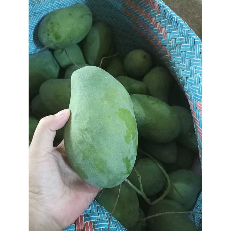 Jual MANGGA GADUNG SUPER PELOK TİPİS MANİS TERMURAH 1KG | Shopee Indonesia