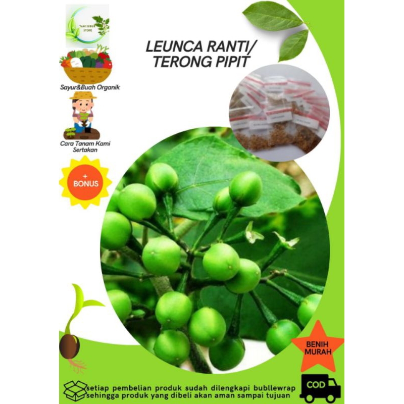 Jual BENIH LEUNCA RANTI/TERONG PIPIT REPACK ISI 20 BIJI | Shopee Indonesia