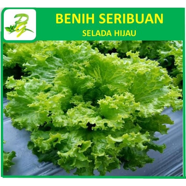 Jual PEERINA BENIH SERIBUAN Selada Hijau Grand Rapid -Isi 40Biji ...