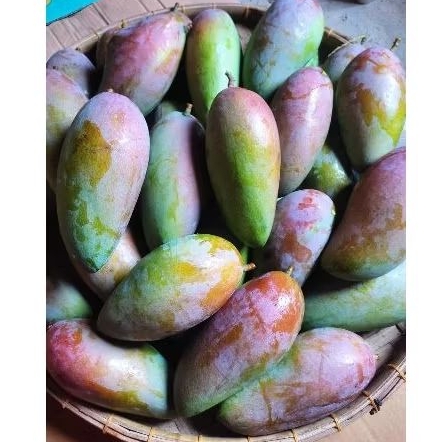 Jual Mangga Kiojay Premium 3 Kg isi 4 Buah ( Ukuran Super Jumbo ...