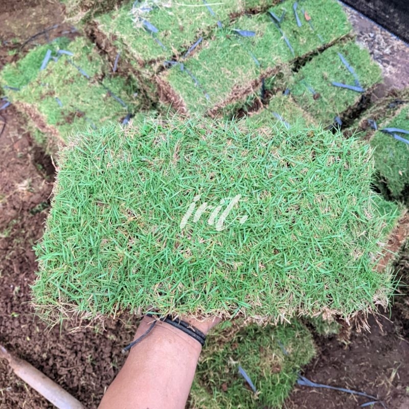 Jual 1 Lembar Rumput Jepang Siap tanam (30cm x 15cm) | Shopee Indonesia