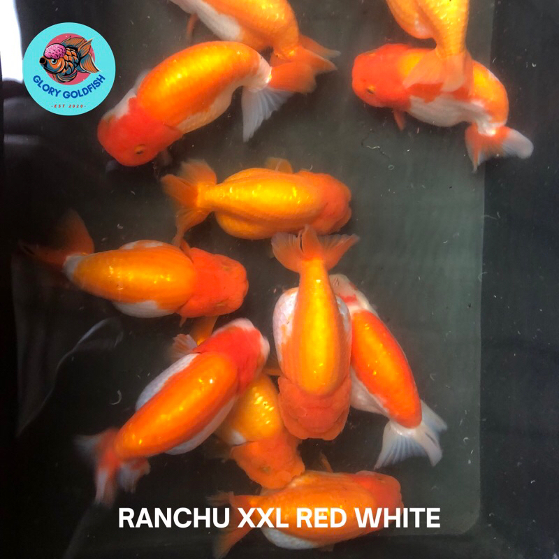 Jual Ikan Mas Koki Ranchu Lionchu Buffalo Rancu Red White RW Lucu Besar ...