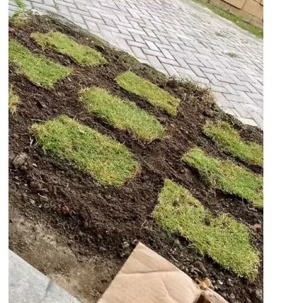 Jual Petani Millenial- Paket 30 Lembar Rumput Jepang Ukuran 15×15 cm ...
