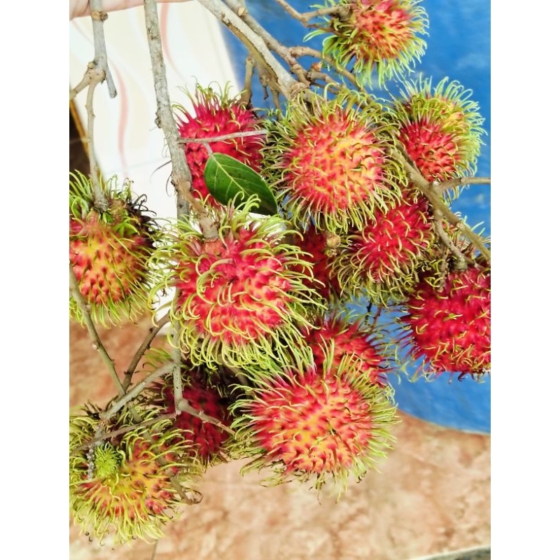 Jual Rambutan binjai 1kg. | Shopee Indonesia