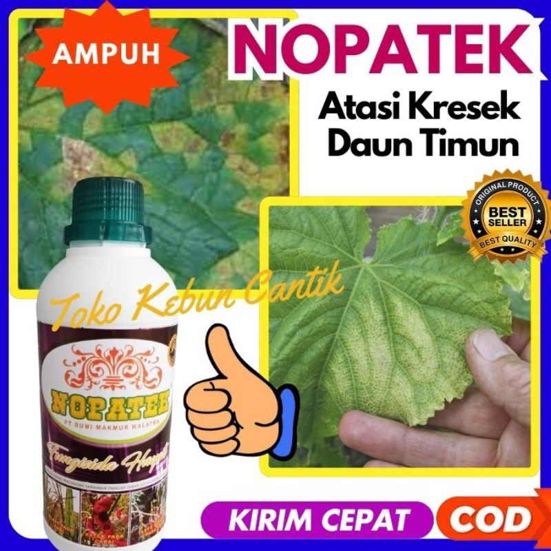 Jual TERBAIK. Penyakit Kresek Timun dan Layu Fusarium pada Hortikultura ...