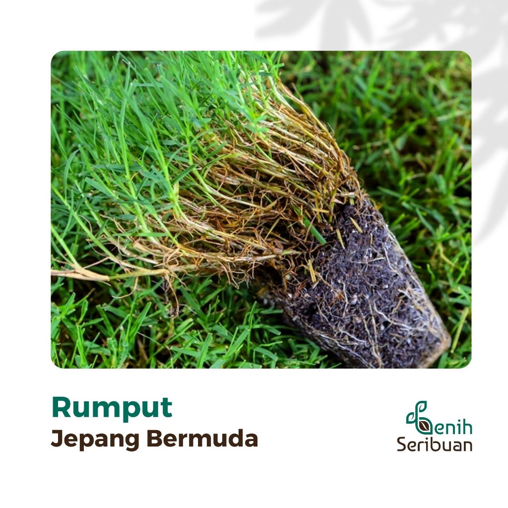 Jual Benih Seribuan - 200 Benih Rumput Jepang Bermuda Grass Seed ...