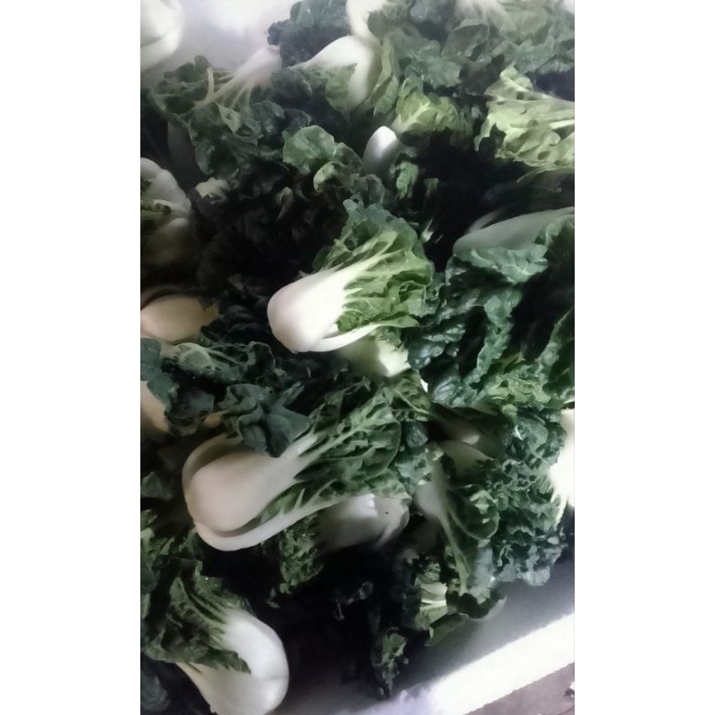 Jual RB SAYUR TOPAY IMPORT / TOPAI / JAMIN SEGAR | Shopee Indonesia