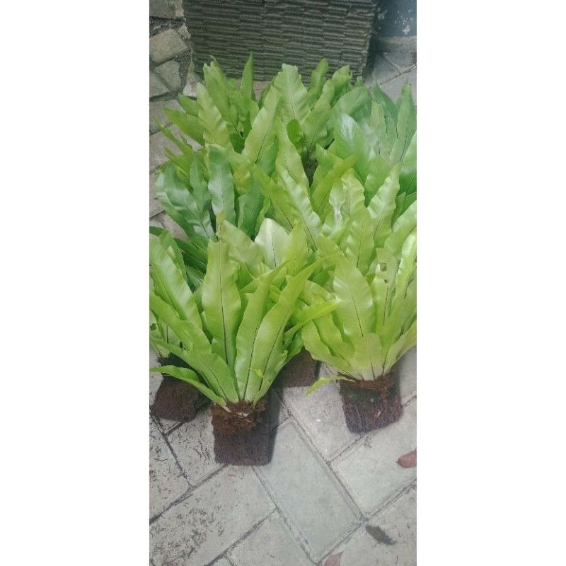 Jual Kadaka/tanaman hias kadaka mini sp/pohon kadaka sarang burung ...