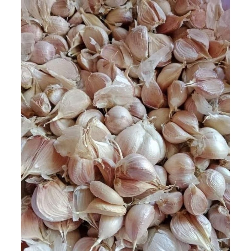 Jual BAWAN PUTIH KATING PROTOLAN BERSIH | Shopee Indonesia