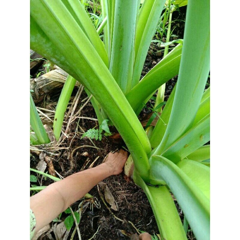 Jual INDUKAN MAHKOTA TALAS KIMPUL ( 1 Bibit ) | Shopee Indonesia