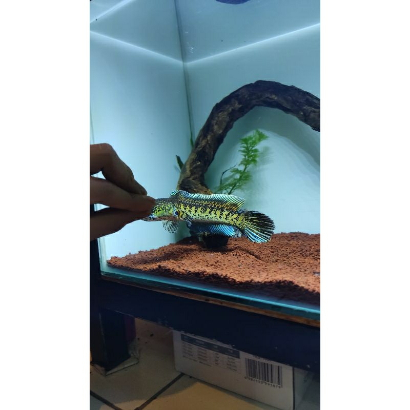 Jual ikan channa auranti cb 11cm | Shopee Indonesia