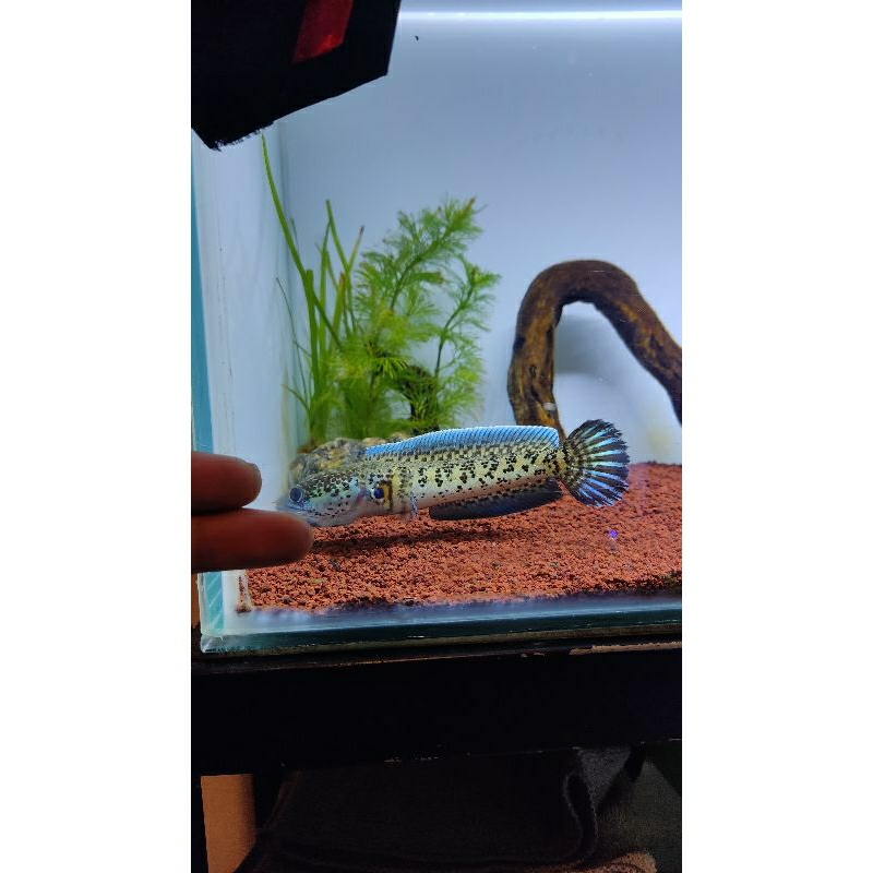 Jual ikan channa auranti cb 11cm | Shopee Indonesia