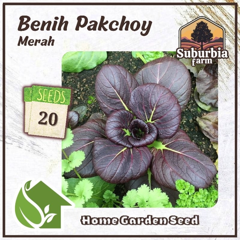 20 Biji Benih Pakchoy Red Bibit Sayuran Sawi Pakcoy Merah Ungu