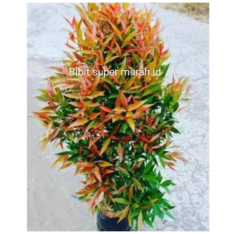 BIBIT PUCUK MERAH UK 50.70(BUAT TAMAN) BELI 5 GRATIS 1