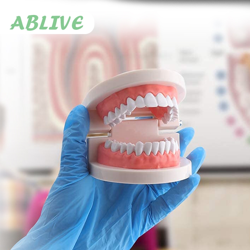 28pcs Dental Permanent Teeth Demonstration Model 1 1 Scale - View #5