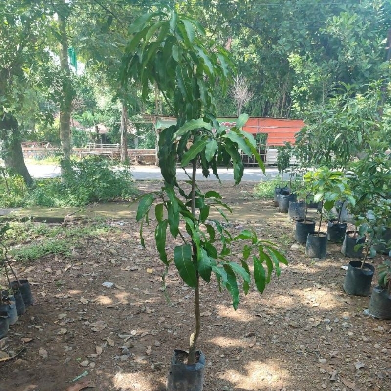 Jual indukan mangga golden berbunga ukuran jumbo 2meter | Shopee Indonesia