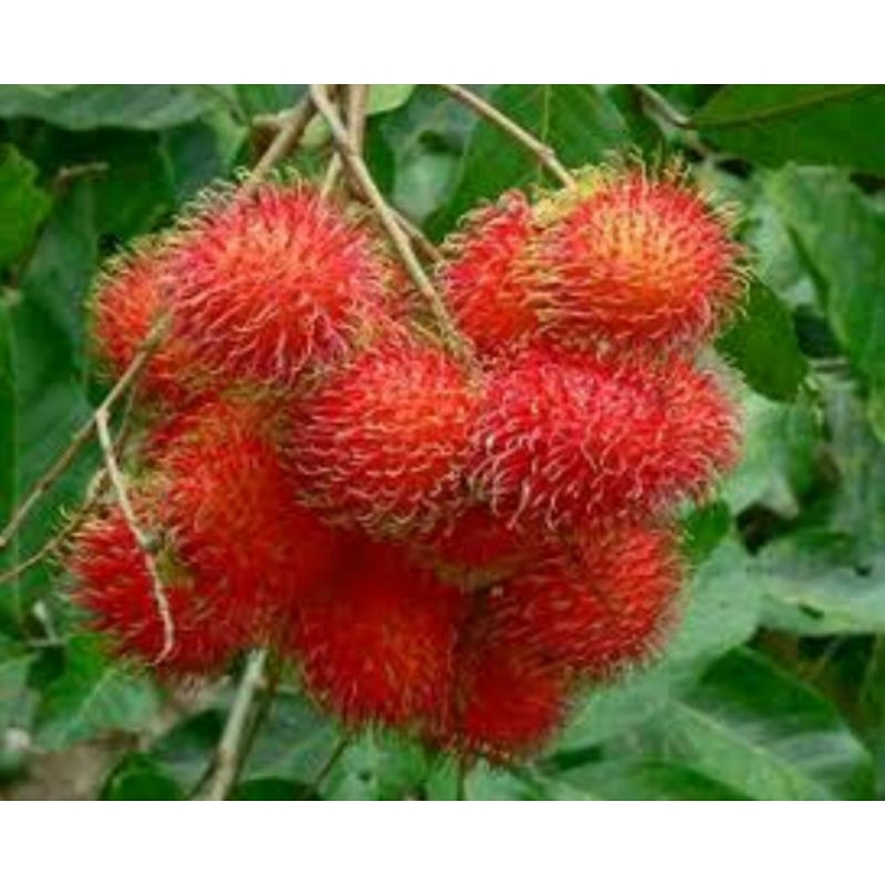 Jual rambutan Tarakan | Shopee Indonesia