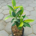 Bibit Tanaman Daun Salam (Buat Bumbu Masak) Beli 5 Gratis 1