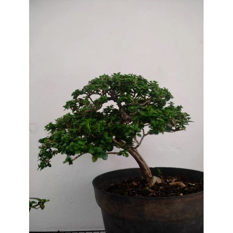 Jual Bonsa Sancang Murah sudah jadi Sesuai Poto Siap Pajang 1kg bonus 1 ...