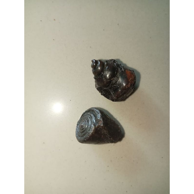 Jual batu keong buntat super sepasang | Shopee Indonesia