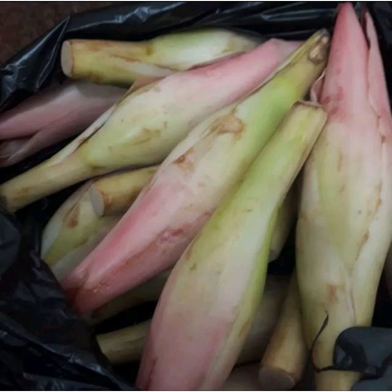 Jual Bunga Kecombrang Kincung bunga rias segar 1kg | Shopee Indonesia