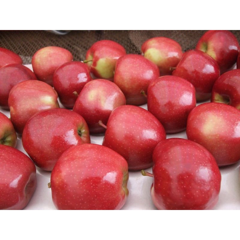 Jual Apel Merah Manis Segar Fresh | Shopee Indonesia
