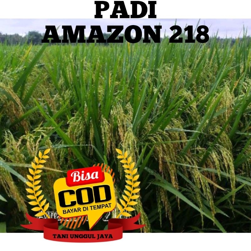 Jual Benih Padi Unggul Amazon 218 Kemasan 1kg Premium | Shopee Indonesia