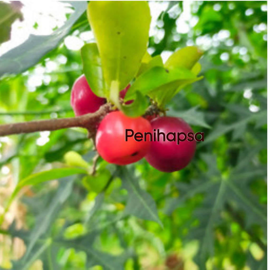Jual Bibit Cherry Vietnam Sudah Berbunga/Berbuah Spesial | Shopee Indonesia