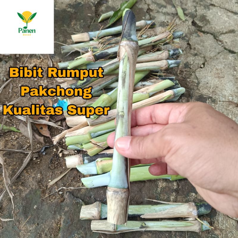 Jual Bibit rumput pakchong Thailand Super jual per batang pakan sapi ...