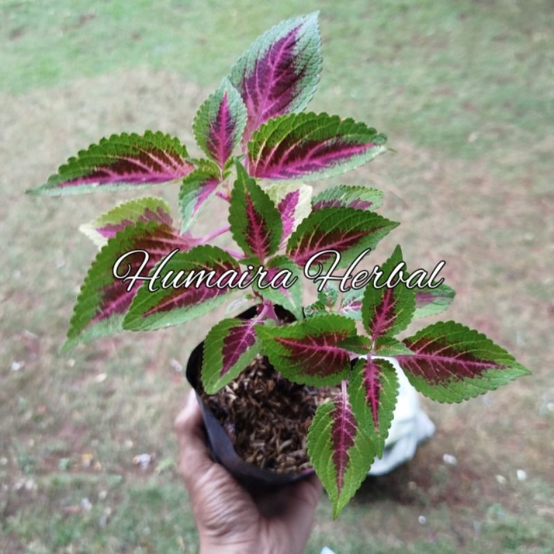 Jual Tanaman Herbal Miana Watermelon Coleus Atau Iler Merah Siap Tanam ...
