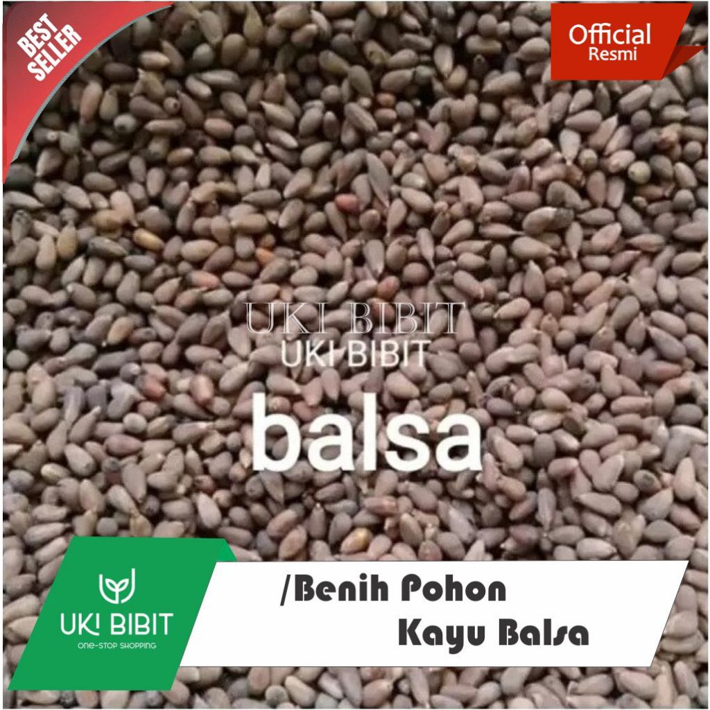 Jual ( 10 Gram ) Benih Biji Pohon Balsa Putih | Ochroma Pyramidale ...
