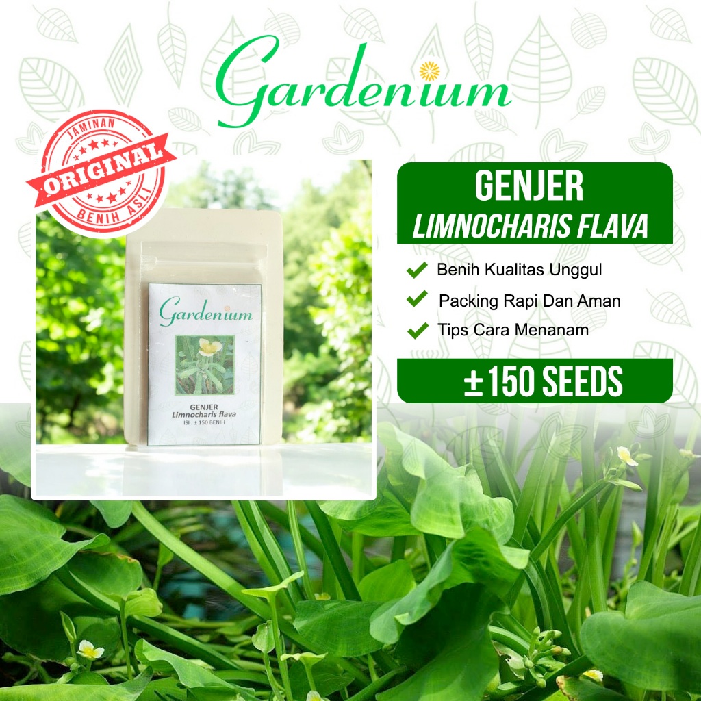 GARDENIUM Benih Genjer Tanaman Sayur Unggul