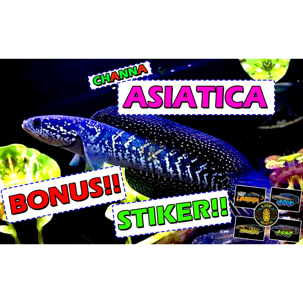 Jual Channa Asiatica A+ (Bonus Sticker) | Shopee Indonesia