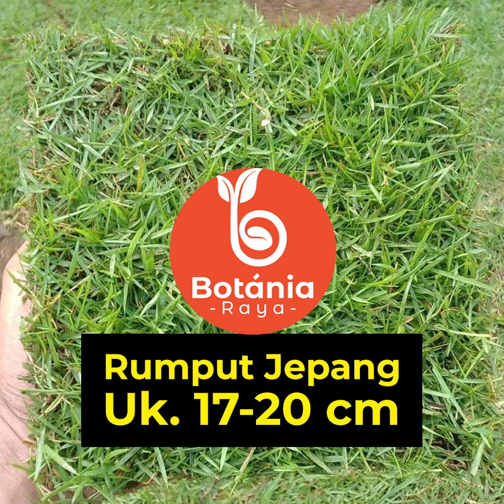 Jual Rumput Jepang hidup 17x17 - 20x20 cm l rumput taman / kuburan ...