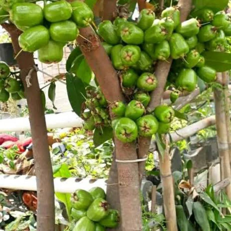 Jual Tanaman Jambu Air Kiojok Tinggi 2 Meter Up Batang Besar Rimbun ...