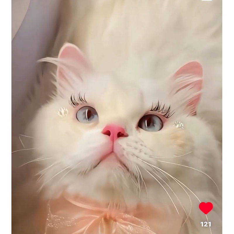 Jual lepas adopt kucing ras pur ragdoll cat | Shopee Indonesia