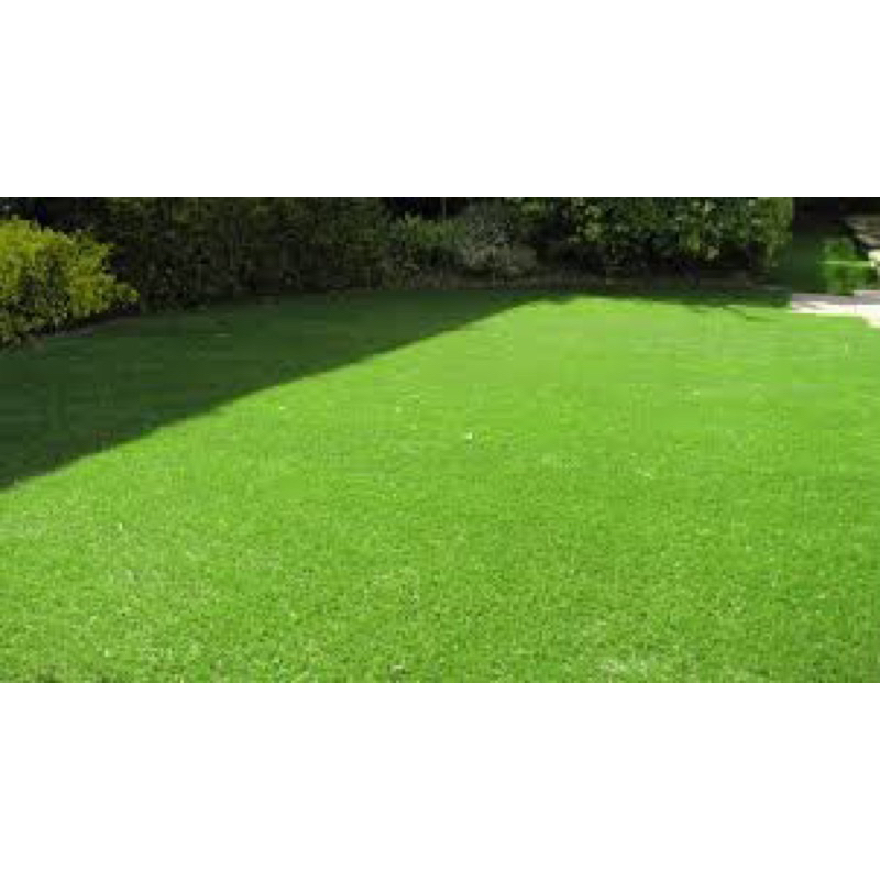 Jual BERKAH TANI MURAH- Paket 10 lembar Rumput Jepang / Rumput Swiss ...
