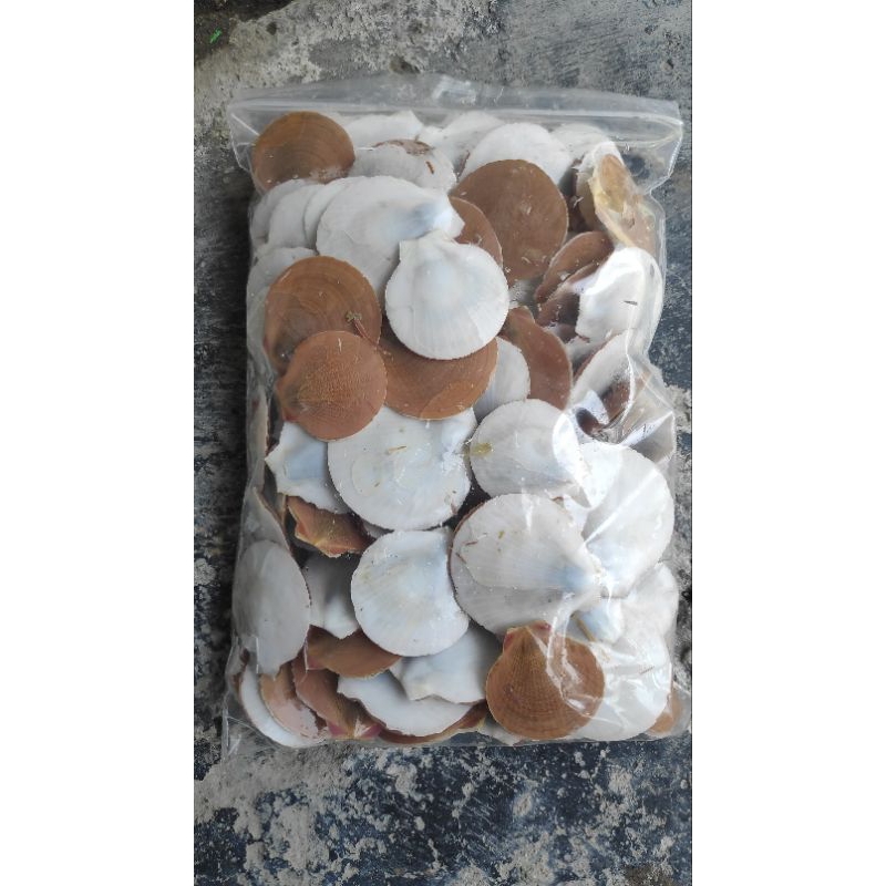 Jual kerang simping merah putih 1kg | Shopee Indonesia