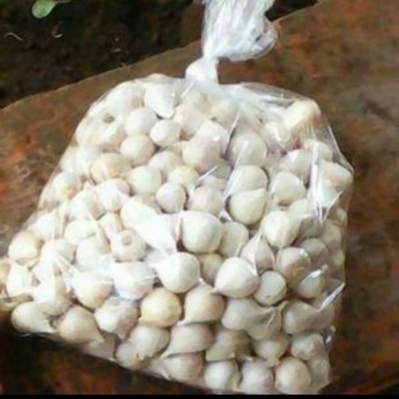 Jual Bawang Putih Tunggal/Bawang Lanang Impor Fresh Rata Ukuran Kecil ...